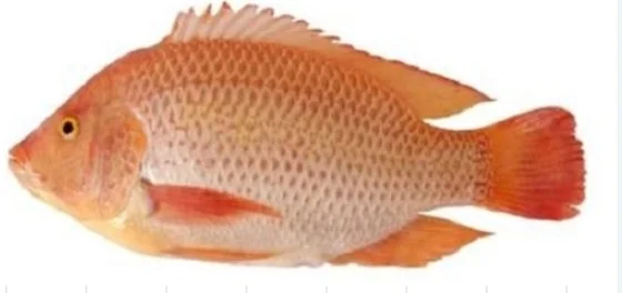 Cá diêu hồng sống 600-800gr/con
