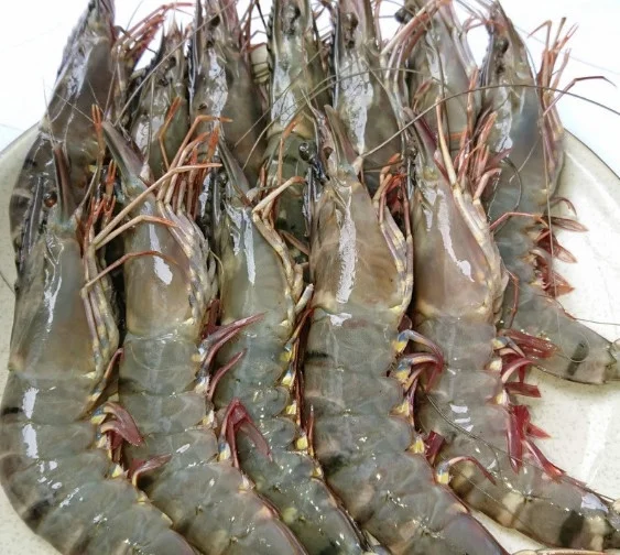 Tôm sú lớn 30,40con