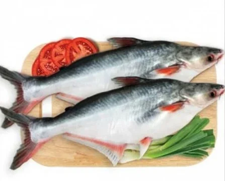 Cá hú nguyên con 0.8-1kg/con