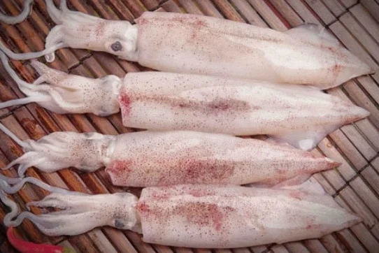 Mực ống nguyên con 10-15 con/kg