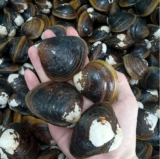 Hến sống còn vỏ