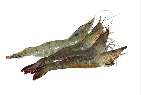Tôm thẻ sống 20-25con/kg